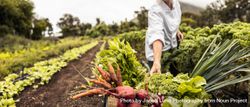 Anonymous Chef Putting Fresh Vegetables In A Crate On An Agricultural