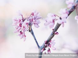 Light Pink Purple Flowers On A Branch Free Photo BDD98b Noun Project