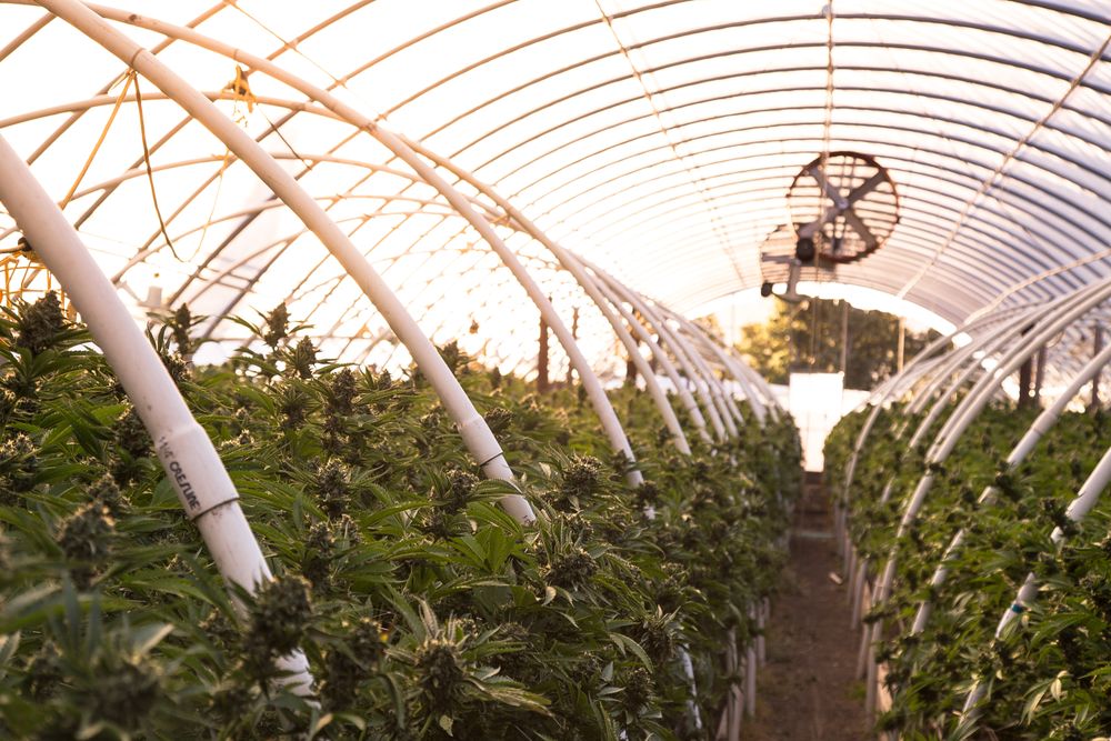 Green house full of marijuana plants