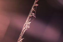 Close up of long dry grass with web