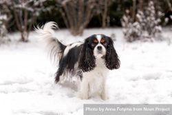 Cavalier spaniel standing in the snow outside 5XYzG4