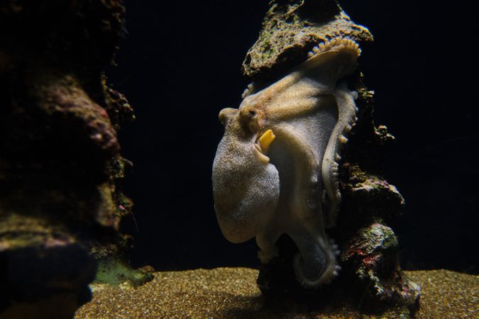 Octopus on stone in pure aquarium water
