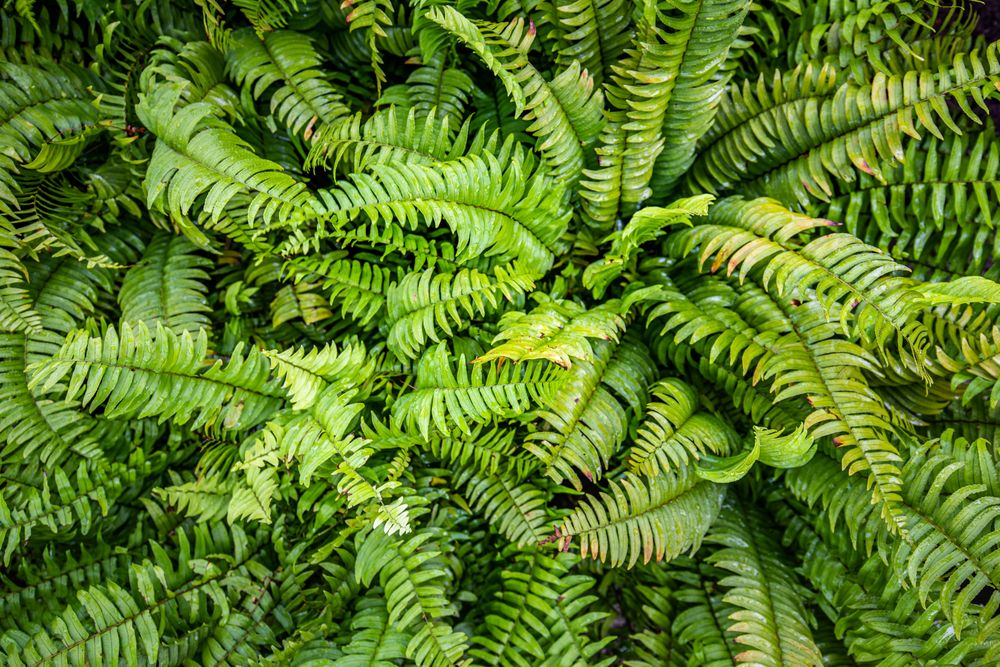 Overhead shot of fern