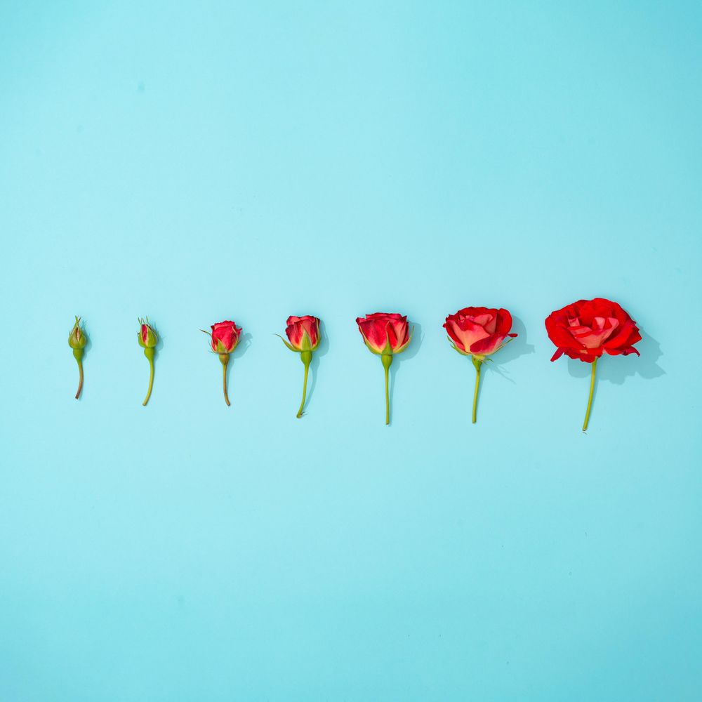 Creative arrangement of red flowers on pastel blue background