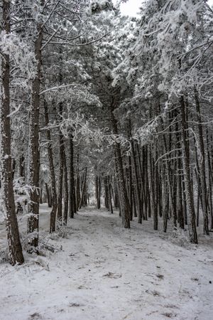 Winter snowy landscape