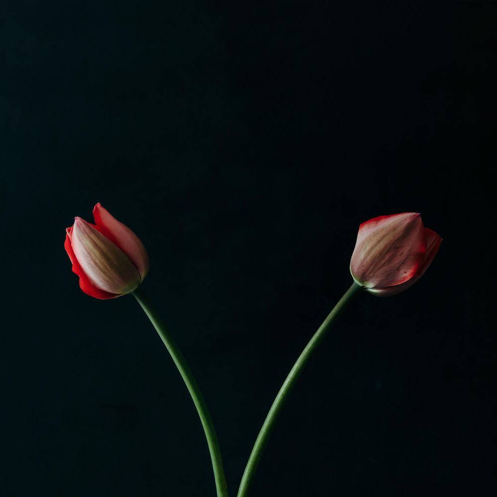 Two red tulip flowers on dark background