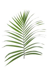 Beautiful tropical palm leaf on blank background