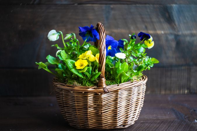 Side view of thatched basket of yellow and blue spring flowers