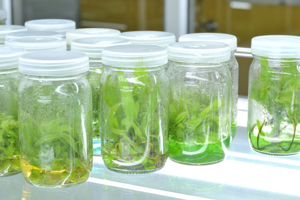 Plant tissue culture science research laboratory grown green plant in sterile bottle for education concept