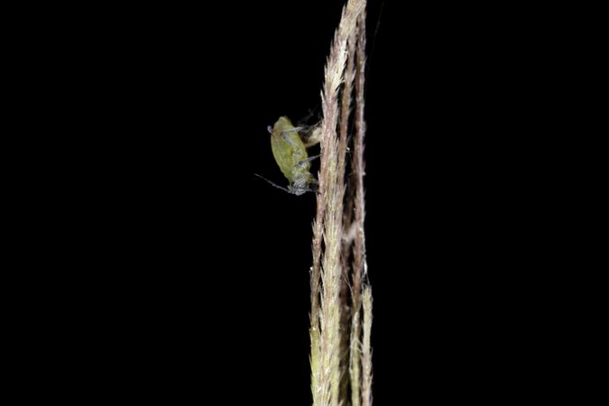 An aphid on wild rice