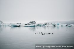 Birds floating in formation near Icelandic glaciers bD8mkb