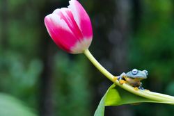 Wallace Flying Frog Flying Frog on the flower