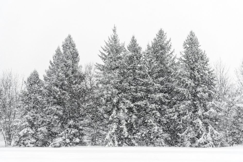 Trees covered with snow