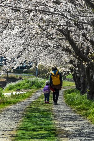 Mother walking with child under cherry blossom trees in Itoshima, Fukuoka, Japan