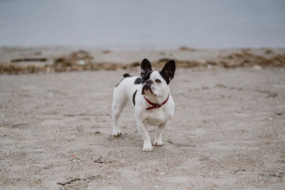 Cute dog near sea
