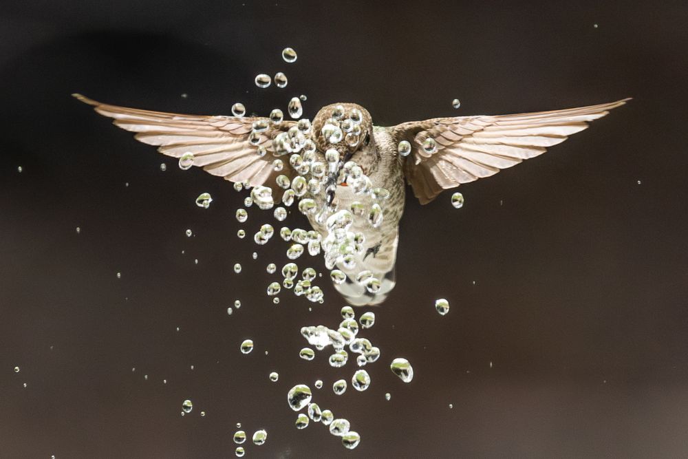 Beautiful Immature Male Anna's Hummingbird Enjoying The Water Fountain