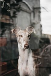 Cute dog behind window
