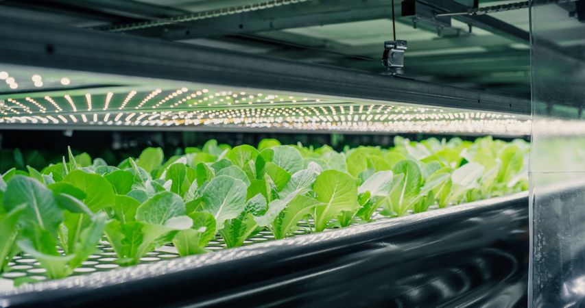 Spinach Mass Production in a Controlled Environment at a Modern Vertical Farm. Automated Facility with Air Temperature, Light, Water, Humidity Levels Regulated for Optimal Growth