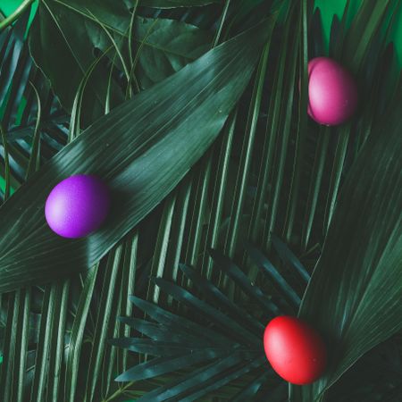 Tropical green leaves with multi-colored eggs