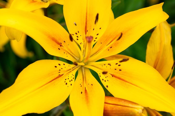 Yellow Tiger lily in macro