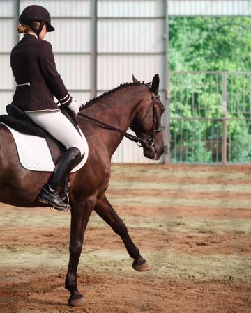 Female equestrian riding show horse