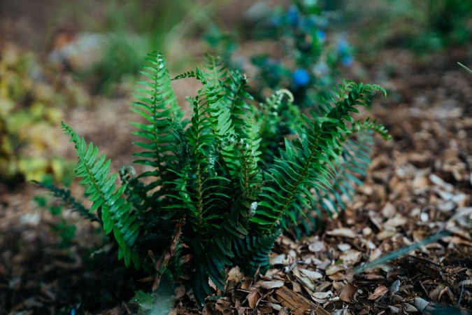 Small fern plant with mulch