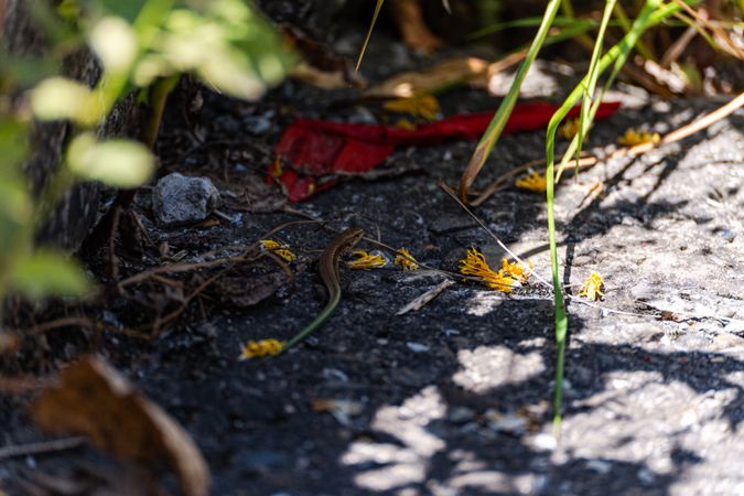 Cute tine lizard in the wild nature