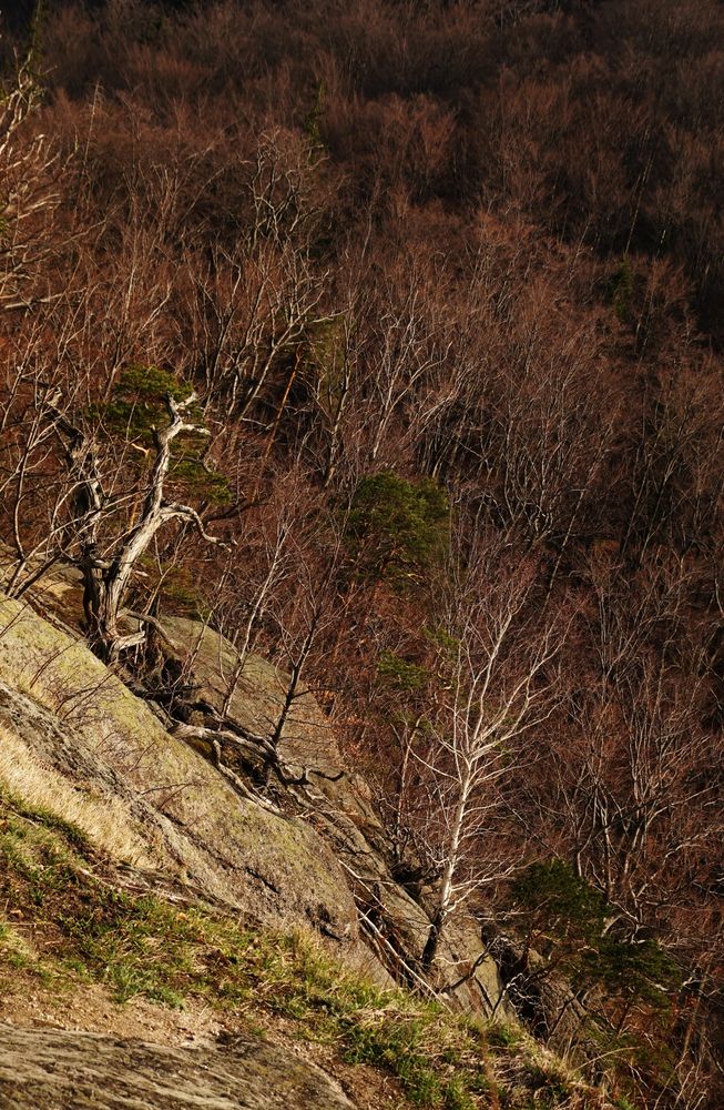 Bare trees and mountains on sunny morning