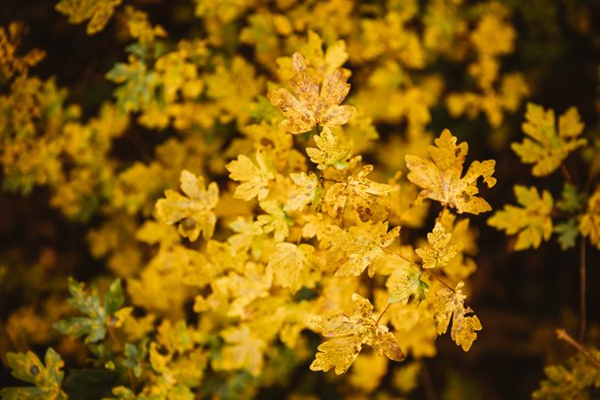 Yellow trees on amazing tree