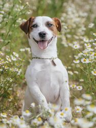Jack Russell terrier puppy in flower field