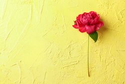 Beautiful peony on color background, space for text