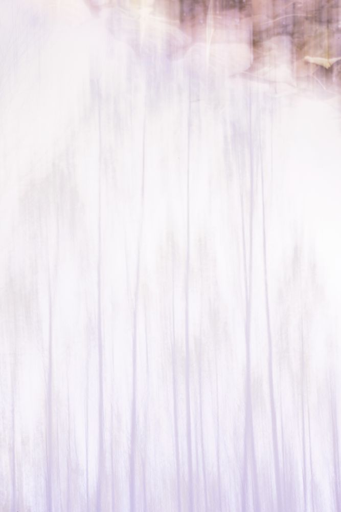 Blurred trees in green forest