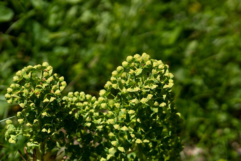 Green flowering plant with numerous tiny blooms
