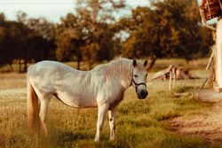 Horse grazing in meadow near tree