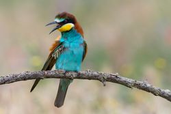 Bird standing on tree branch