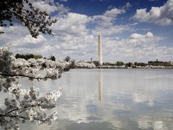 Cherry Blossoms around the Tidal Basin in with the Washington Monument, Washington, D.C 0LdNX0