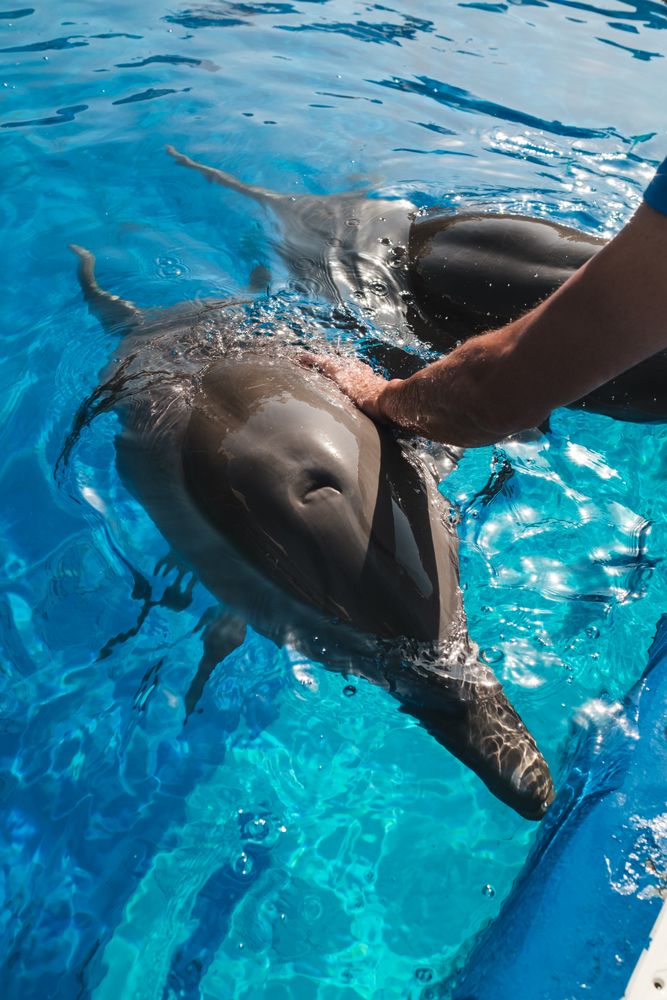 Man petting adorable dolphin in aqua park