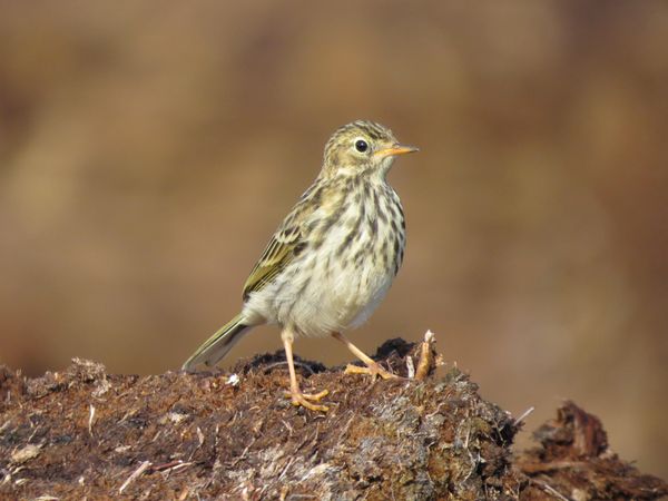 Photo of a charming bird in sunny weather