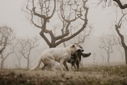 Wolves fighting on foggy day