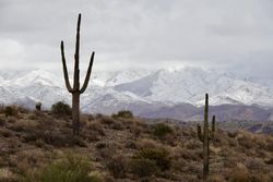 Two cactuses on field