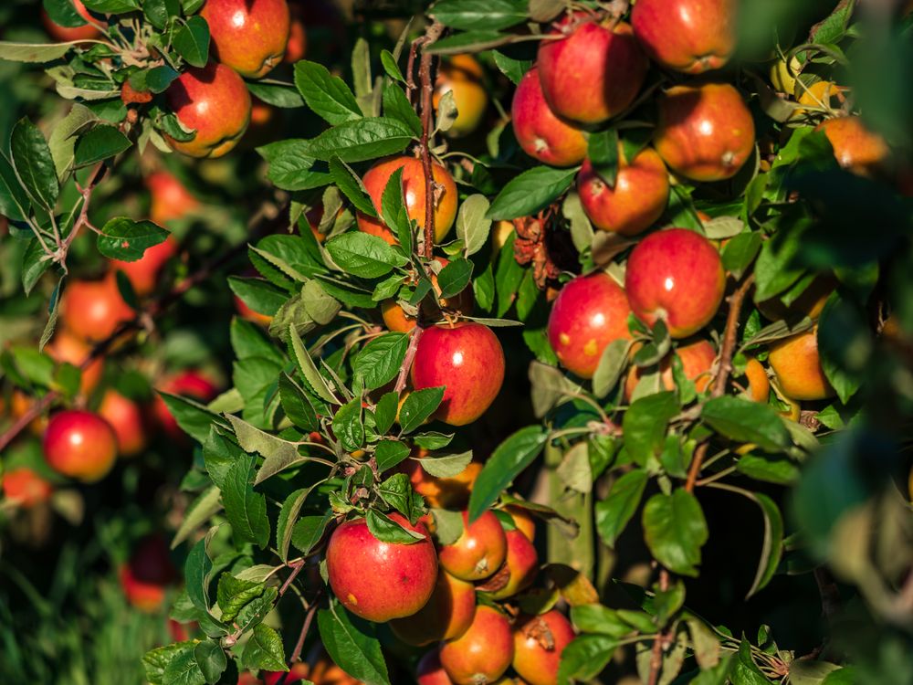 Apple plantations in Alsace. Growing fruit. Sun, autumn.