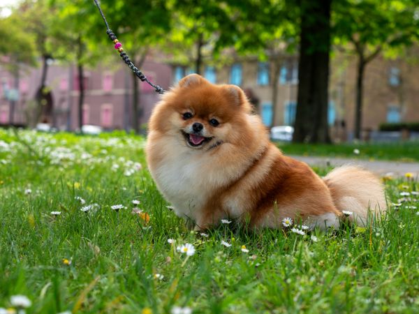 A funny spitz, a tiny dog.