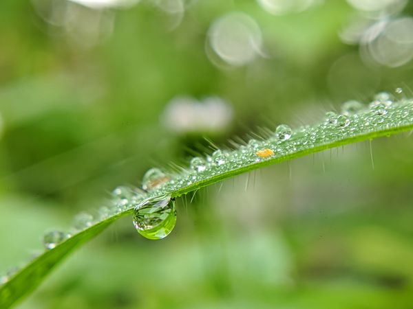 dew on a very sunny morning