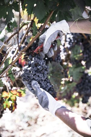 Hand cutting wreath of vine
