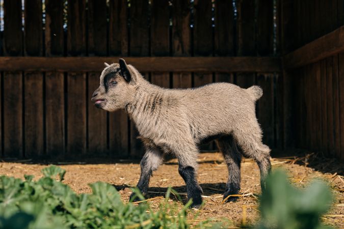 Baby goat on dry terrain in countryside