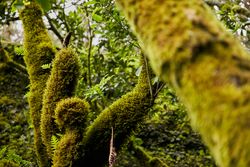 Lush green vegetation of tropical woods
