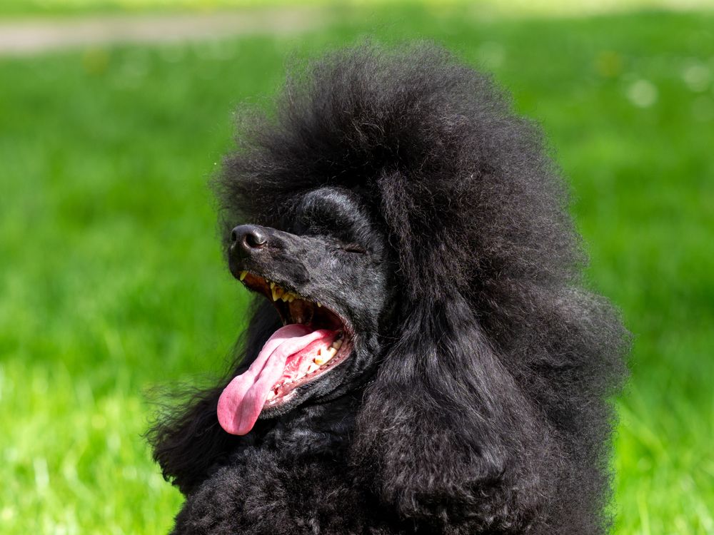 A very beautiful and elegant dark poodle.