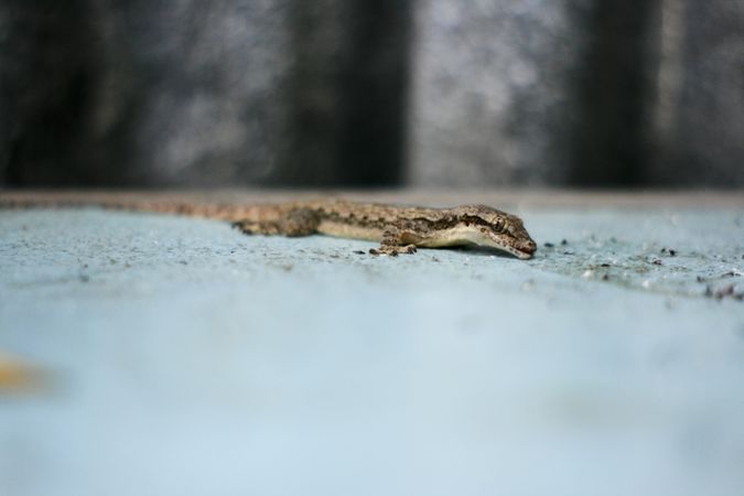 Gecko crawling along a blue table