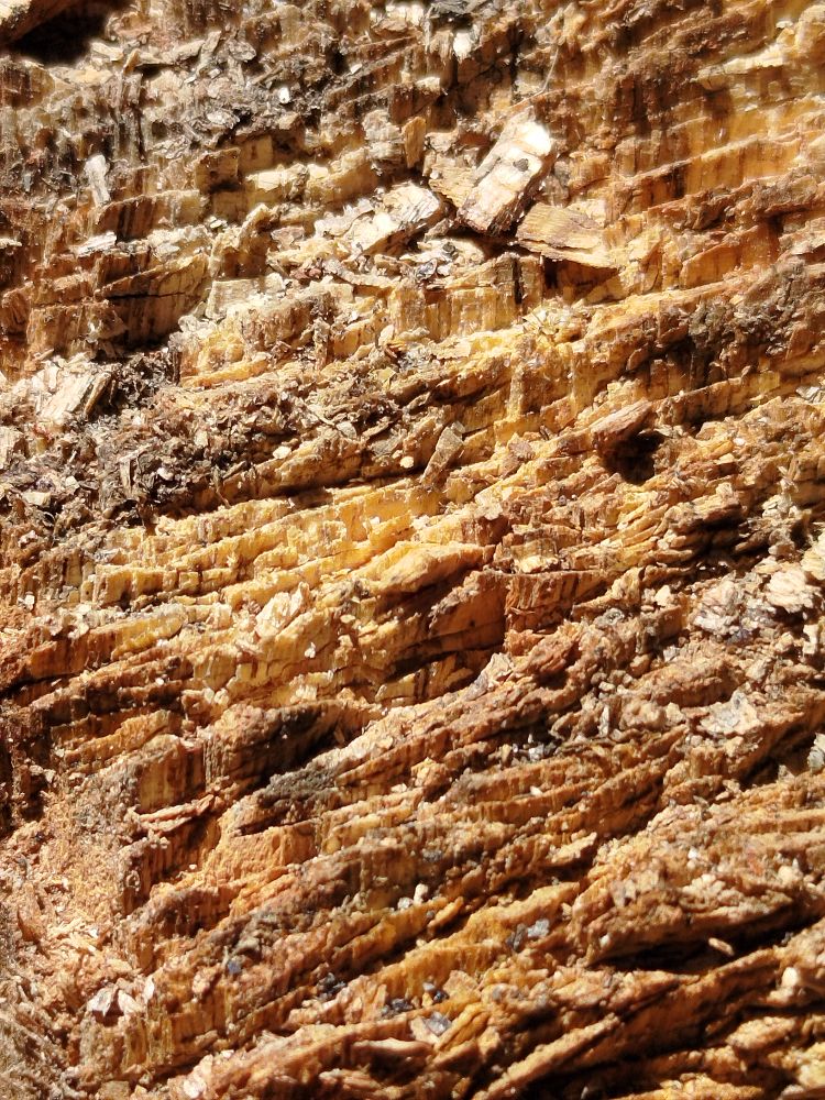 Close-up of rough tree bark surface showing natural texture and warm brown earthy pattern
