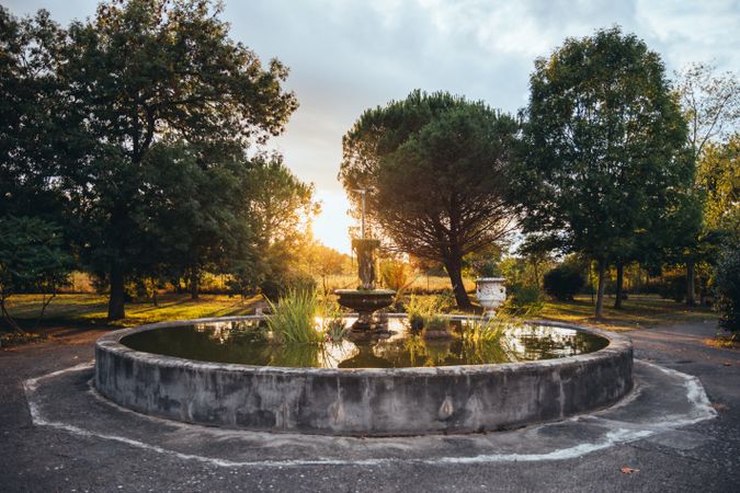 Overgrown fountain at sundown